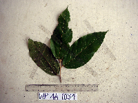Image Associated With the Occurence