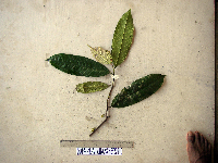 Goniothalamus aruensis image