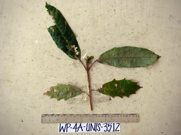 Dennstaedtiaceae image