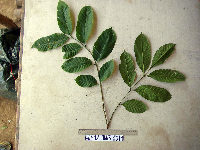 Aphanamixis polystachya image