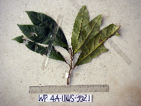 thumbnail image of current specimen