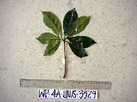 Ternstroemia cherryi image