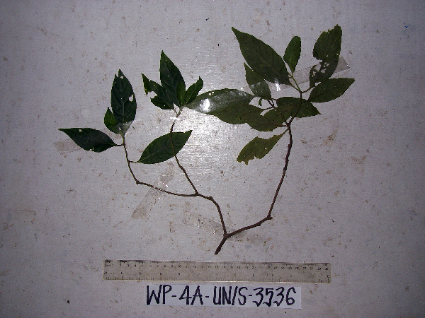 Lasianthus clementis image