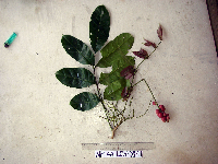 Aphanamixis polystachya image