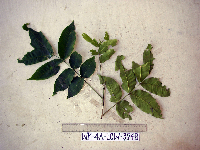 Didymocheton papuanus image