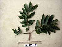 Dracontomelon dao image