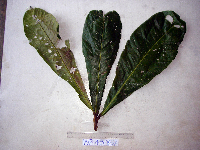 Terminalia kaernbachii image