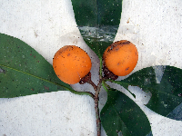 Ternstroemia cherryi image