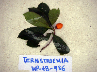 Ternstroemia cherryi image