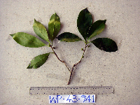 Ternstroemia cherryi image