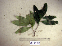 Litsea discolor image