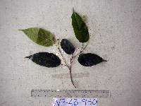 Thumbnail image of current specimen