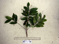 Dracontomelon dao image