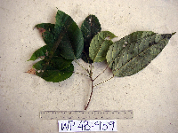 Macaranga punctata image