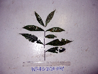 Calycacanthus magnusianus image
