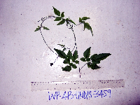 Petraeovitex multiflora image
