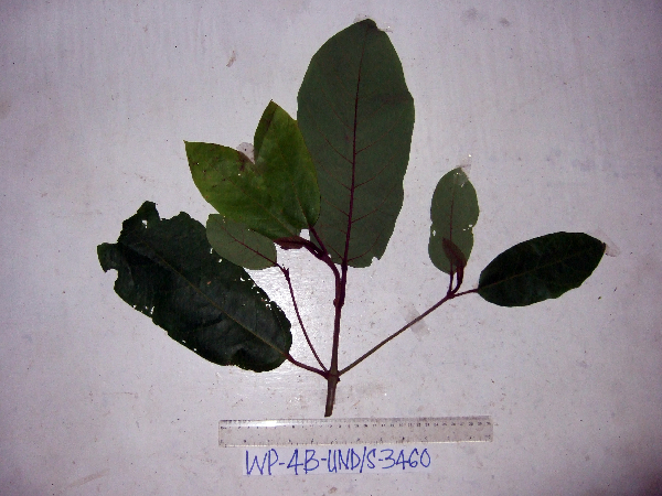 Dennstaedtiaceae image