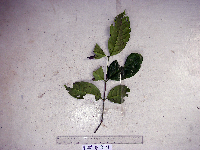 Gnetum latifolium image