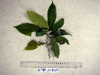 Calycacanthus magnusianus image
