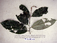 Image of Cryptocarya idenburgensis
