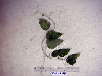 Chlaenandra ovata image