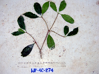 Ternstroemia cherryi image