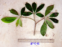 Ternstroemia cherryi image