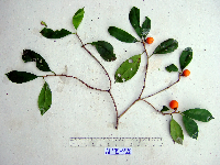 Ternstroemia cherryi image