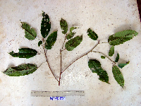 thumbnail image of current specimen