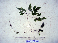 Petraeovitex multiflora image