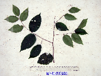 Prunus schlechteri image