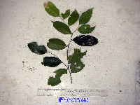 Thumbnail image of current specimen