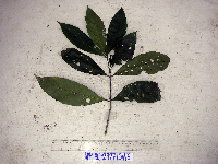 Calycacanthus magnusianus image