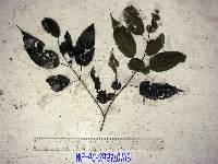 thumbnail image of current specimen