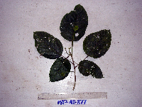 Macaranga punctata image