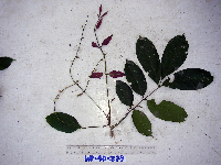 Aphanamixis polystachya image