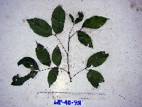 Guioa comesperma image