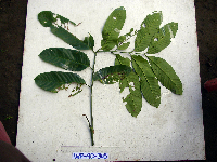 Aphanamixis polystachya image