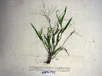 Paspalum conjugatum image