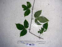 Apocissus hypoglauca image