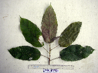 Macaranga punctata image