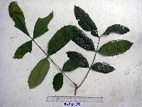 Aphanamixis polystachya image