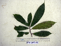 Ficus arfakensis image