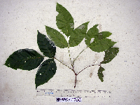Sandoricum koetjape image