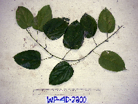 Chlaenandra ovata image