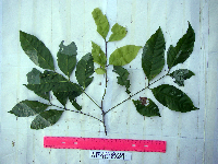 Guioa comesperma image