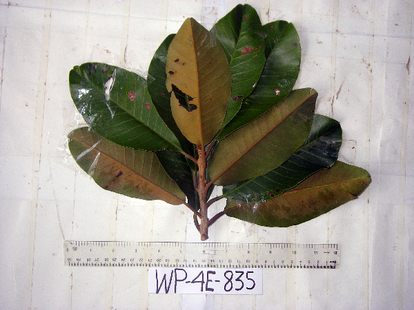 Palaquium supfianum image