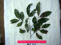 Guioa comesperma image