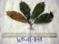 Palaquium supfianum image
