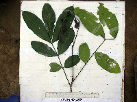 Aphanamixis polystachya image